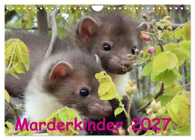 Produktbild von Kalender 2027 · US-Version · Marderkinder (Wandkalender 2027, 12" × 8" Querformat), CALVENDO 12-Monats-Wandkalender