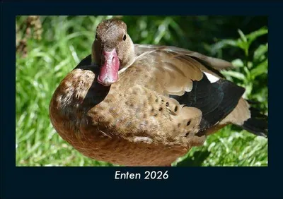 Produktbild von Enten 2026 Fotokalender DIN A5
