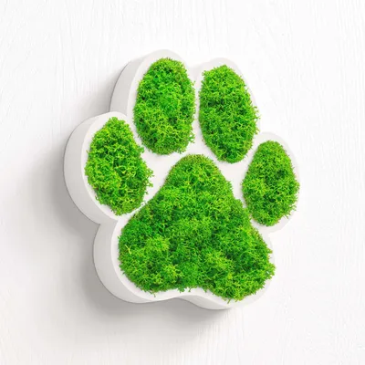 Produktbild von MOOSWERK Moos Hundepfote Türschild | Edles Türschild & Wandschild für Hundeliebhaber | Dekorative Pfote für den Innenbereich | Moosbild Pfote Hund Weiß