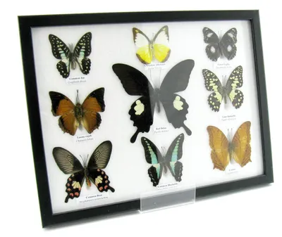 Image de Neuf papillons naturalisés, présentés sous verre dans un cadre photo