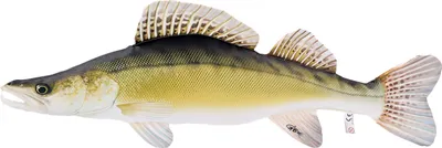 Produktbild von Gaby Kissen Zander 75 cm