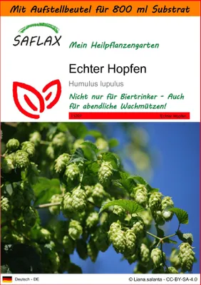Produktbild von SAFLAX Garden in the bag - Echter Hopfen - Humulus lupulus - 50 Samen - Mit Anzuchtsubstrat im praktischen, selbst aufstellenden Beutel