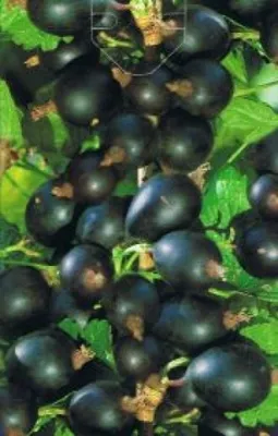 Produktbild von Ribes nidigrolaria - Johannis- X Stachelbeere (Jochelbeere, Jostabeere)