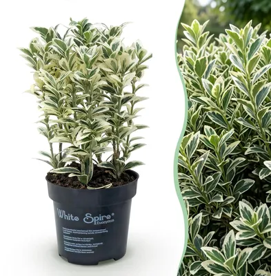 Produktbild von Green boutiQ - 40x Euonymus japonicus White Spire - Kardinalskappen - Heckenpflanzen - Immergrün - Weiß - Grün - Topf 9cm - Höhe 20-30cm
