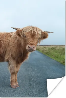 Produktbild von MuchoWow® Poster Scottish Highlander - Straße - Gras 80x120 cm - Papierdruck