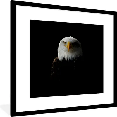 Produktbild von MuchoWow® MuchoWow® Gerahmtes Poster Adler - Schwarz - Gelb 40x40 cm - Poster mit zchwarzem Bilderrahmen - Poster - Plakat im Rahmen
