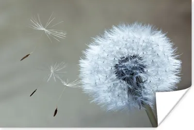 Produktbild von MuchoWow® Poster Löwenzahn - Blume - Pflanze 120x80 cm - Bilder