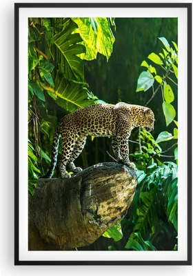 Produktbild von Gerahmtes Poster - Schwarzer Rahmen - Dschungel Leopard Panther - 61x91,5 cm - Wand Bild - Wanddeko - Wandbilder - Kunstposter - Wandposter - Bilderrahmen - Bilder - Kunstdruck - P2BPA61x91-4502