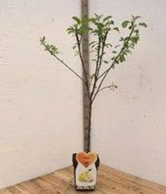 Productafbeelding van Golden Delicious Appelboom -Fruitboom- 120 cm hoog- Laagstam- Potgekweekt- professioneel telersras