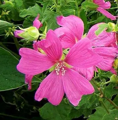 Image de 6 x Lavatera hybr. 'Burgundy Wine' - mauve arbustive - pot 9 x 9 cm