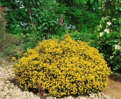Produktbild von Genista hispanica, Spanischer Ginster, gelb, 20–30 cm