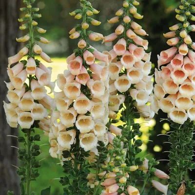 Produktbild von 6 x Vingerhoedskruid  - Digitalis purpurea 'Apricot Beauty'  | Topf 9cm x 9cm