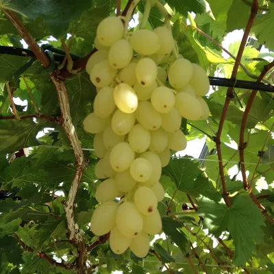 Produktbild von Weinrebe Lakemont 2 Pflanzen winterhart 15cm 50cm kernarme Tafeltraube goldgelb