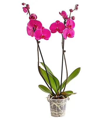 Produktbild von Dehner Schmetterlingsorchidee, zweitriebig, pinke Blüten, ca. 50-60 cm, Ø Topf 12 cm, Zimmerpflanze
