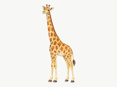 Sticker mural Grande Girafe : Design