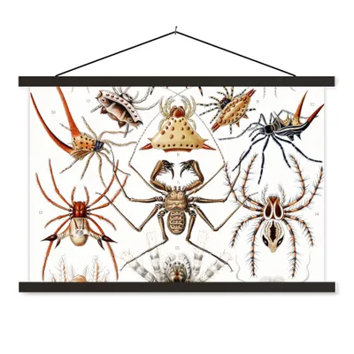 Produktbild von MuchoWow® Textilposter Retro - Spinne - Ernst Haeckel - Spinnen 90x60 cm mit schwarzem Rahmen - Aufhängungssatz