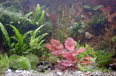 Produktbild von 35 Wasserpflanzen + Tigerlotus + 3000 Dünger + Futter
