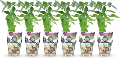 Image de Green boutiQ - Plantes fruitières - Mûre sans épines - Rubus Thornfree - Résistante au froid - 6 plants - Pot de 9 cm - Mûre noire