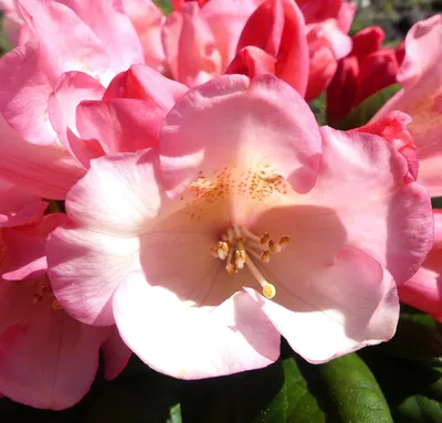 Produktbild von Rhododendron yakushimanum 'Kaza' Japanische Azalee 30 - 40 cm