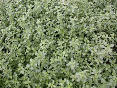 Produktbild von Thymus x citriodorus 'Silver Queen', Zitronenthymian, ca. 9x9 cm Topf