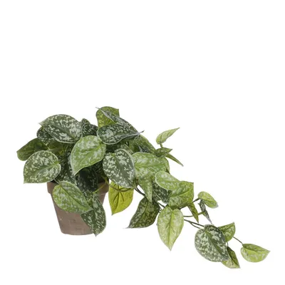 Produktbild von Kunstpflanze Mica Scindapsus im Topf Ø 17 cm H 44 cm