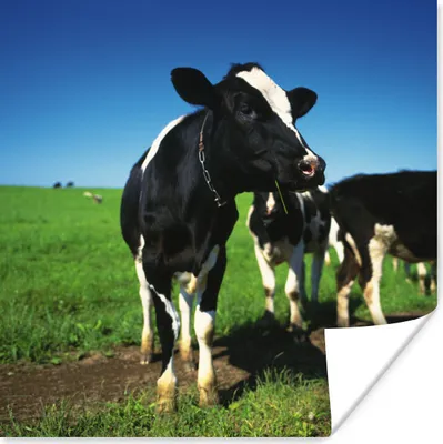 Produktbild von MuchoWow® Poster Kühe - Gras - Tiere 75x75 cm - Wand Dekoration