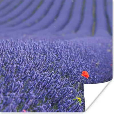 Produktbild von MuchoWow® Poster Lavendel - Mohn - Blumenwiese 100x100 cm - Babyzimmer