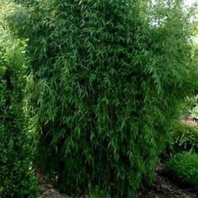 Obrázek produktu pro Bambus - Fargesia nitida 'Great Wall' | 60-80 cm v kontejneru