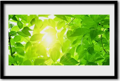 Produktbild von Bild 60x40 MDF-Rahmen Wandkunst Blätter Natur Pflanze Sonne