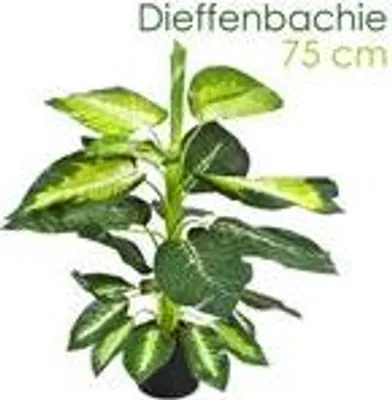 Produktbild von Decovego Kunstpflanze Dieffenbachie, 75 cm, wie echt, mit Topf, aus Kunststoff und hochwertigen Textilfasern, keine Pflege, biegsam