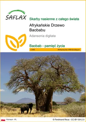 Zdjęcie produktu dla SAFLAX - Afrykańskie Drzewo Baobabu - 6 Nasiona - Adansonia digitata