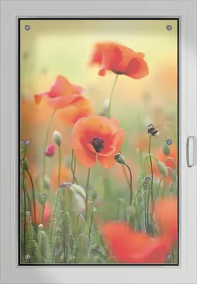 Produktbild von Wallario Lichtschutzbild, Dekorativer Sichtschutz Sonnenschutz 60 x 93 cm mit Motiv: Mohnblumenblüten - Verdunklung ohne Bohren