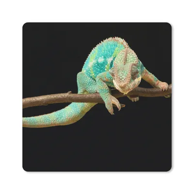 Produktbild von MuchoWow® Mauspad Mousepad Chamäleon - Zweig - Pastell 30x30 cm - Mousepads - Maus Mat - Pad - Mausunterlage - Gaming