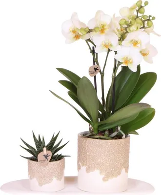 Produktbild von Kolibri Orchids | Bloom Sand Geschenkset | Weiße Lausanne Orchidee Ø9cm + Grünpflanze Ø6cm – inkl. Übertöpfe & weißem Tablett – frisch vom Züchter
