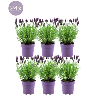 Produktbild von Plants by Frank - Lavandula stoechas Anouk® - Doniczka 12 cm - Zestaw 6 roślin lawendy francuskiej