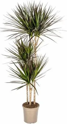 Zdjęcie produktu dla Dracaena Marginata Magenta – smocze drzewo – roślina doniczkowa Ø24 cm ↕130–150 cm – ciemnozielone liście z czerwonymi brzegami – łatwa w pielęgnacji