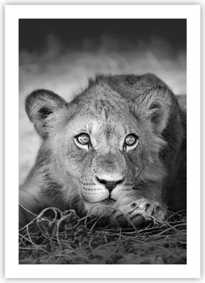 Produktbild von Poster - Poster ohne Rahmen - Löwe asiatisch Porträt - 50x70 cm - Wand Bild - Wanddeko - Wandbilder - Kunstposter - Wandposter - Bilder - Kunstdruck - Wanddekoration - Wandbild - P2XPA50x70-4840