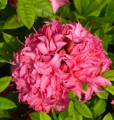 Produktbild von Rhododendron Luteum - Homebush - Sommergrüne Azalee Hochstamm 60 - 80 cm