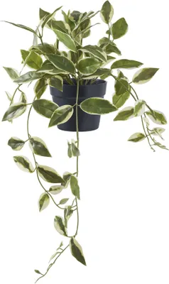Produktbild von Kunstpflanze Hoya Carnosa grüne Porzellanblüte 33 cm