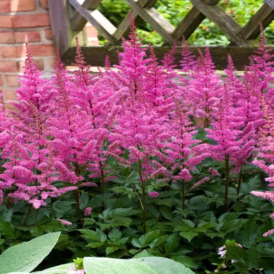 Produktbild von Astilbe Staude winterhart Blumen Rhizom Prachtspiere Maggie Daley 1 St.