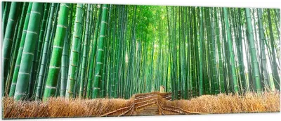 Produktbild von Bilder auf glas - Bambus Pflanze - 140x50cm - Glasbilder - Wandbilder - Kunstdruck - zum Aufhängen bereit - Wanddekoration aus Glas - Glas Bilder - Wandbild auf Glas - Einteilig - GAB140x50-3979