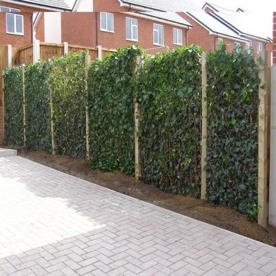 Produktbild von 12 x Efeu 75-100 cm (Hedera Hibernica): 12 kaufen / 7,5 bezahlen | 12 immergrüne echte Kletterpflanzen für eine 2 Meter 100% Sichtschutz Hecke