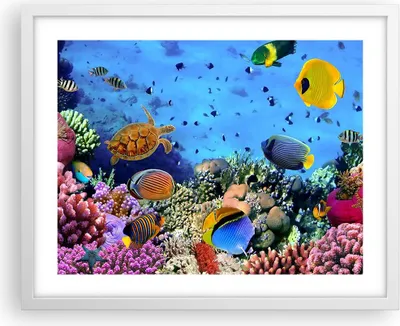 Produktbild von Gerahmtes Poster - Weißer Rahmen - Korallenriff - 50x40 cm - Wand Bild - Wanddeko - Wandbilder - Kunstposter - Wandposter - Bilderrahmen - Bilder - Kunstdruck - Wandbild - P2WAA50x40-3569