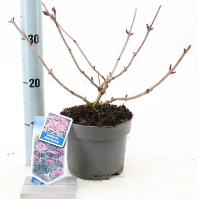 Produktbild von Sambucus nigra Black Beauty ('Gerda'PBR) - Holunder | 20-25 cm im Topf