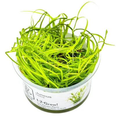 Produktbild von Aquarium Pflanze Juncus repens Tropica Nr.133F TC In Vitro Becher Wasserpflanze