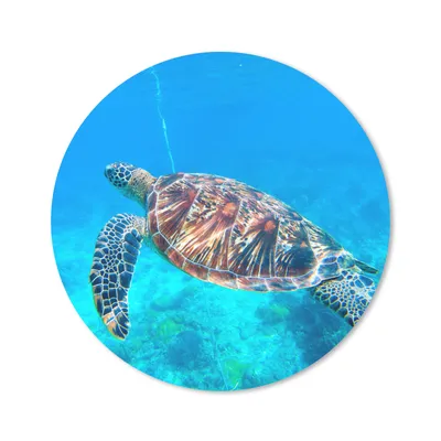 Produktbild von MuchoWow® Mauspad Mousepad Meer - Schildkröte - Wasser 50x50 cm - Mousepads - Maus Mat - Pad - Mausunterlage - Vinyl