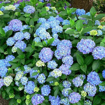 Immagine prodotto di 2 x  Ortensia  - Hydrangea macrophylla 'Blauer Prinz'  | 25-30 cm in vaso