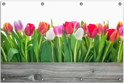Produktbild von Wallario Outdoor-Poster für Garten oder Balkon, Motiv Rote  weiße und pinke Tulpen im Frühling, in ca. 80 x 120 cm