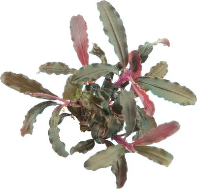 Produktbild von Bucephalandra Art - Bucephalandra sp. 'Red Scorpio'