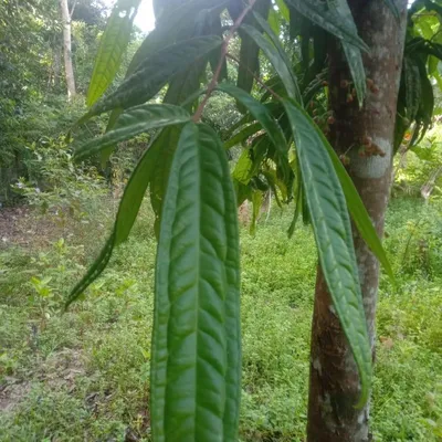 Produktbild von Syzygium (Syzygium sp. 'Sulawesi')  - 1 gekeimter Samen